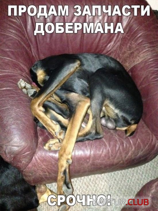 1528532551_kartinki_17.jpg | Рено Каптур Клуб Россия | Форум KAPTUR.SU