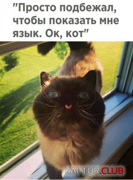 1528623254_kartinki_18.jpg | Рено Каптур Клуб Россия | Форум KAPTUR.SU