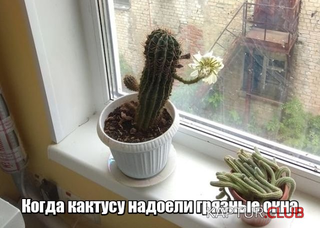 1529227875_kartinki_20.jpg | Рено Каптур Клуб Россия | Форум KAPTUR.SU