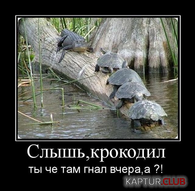 1532001997_demotivator_07.jpg | Рено Каптур Клуб Россия | Форум KAPTUR.SU