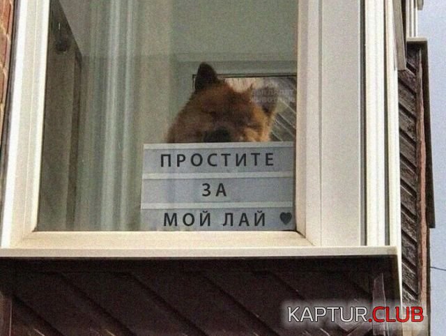 1532871775_podborka_dnevnaya_08.jpg | Рено Каптур Клуб Россия | Форум KAPTUR.SU