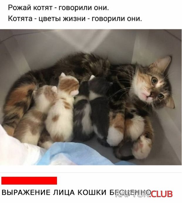 1533543594_podborka_dnevnaya_04.jpg | Рено Каптур Клуб Россия | Форум KAPTUR.SU