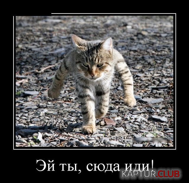 1533800950_demotivatory_20.jpg | Рено Каптур Клуб Россия | Форум KAPTUR.SU