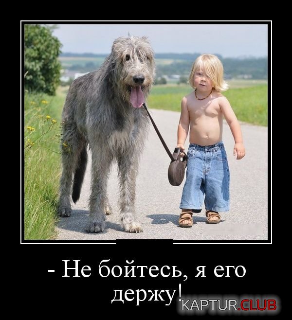 1533802807_demotivatory_28.jpg | Рено Каптур Клуб Россия | Форум KAPTUR.SU