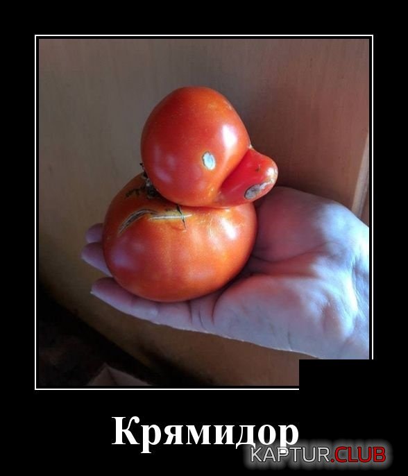 1535355688_demotivatory_08.jpg | Рено Каптур Клуб Россия | Форум KAPTUR.SU