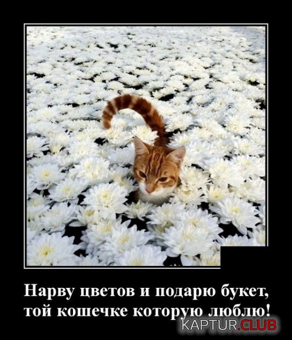 1535371667_demotivatory_16.jpg | Рено Каптур Клуб Россия | Форум KAPTUR.SU