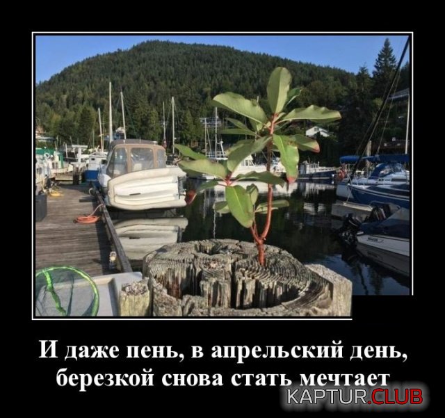1535429464_demotivatory_14.jpg | Рено Каптур Клуб Россия | Форум KAPTUR.SU
