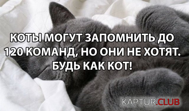 1537021970_podb_vecher_20.jpg | Рено Каптур Клуб Россия | Форум KAPTUR.SU