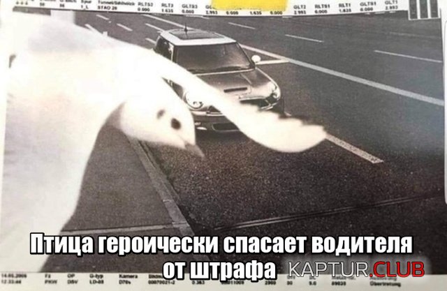 1537030886_kartinki_01.jpg | Рено Каптур Клуб Россия | Форум KAPTUR.SU