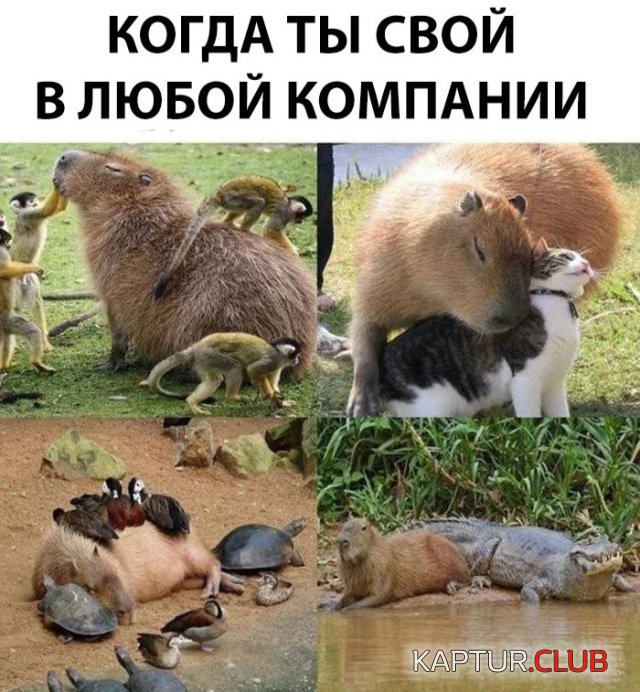 1538204697_kartinki_03.jpg | Рено Каптур Клуб Россия | Форум KAPTUR.SU