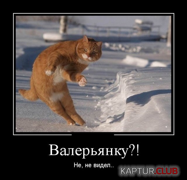 1538655438_demotivatory_02.jpg | Рено Каптур Клуб Россия | Форум KAPTUR.SU