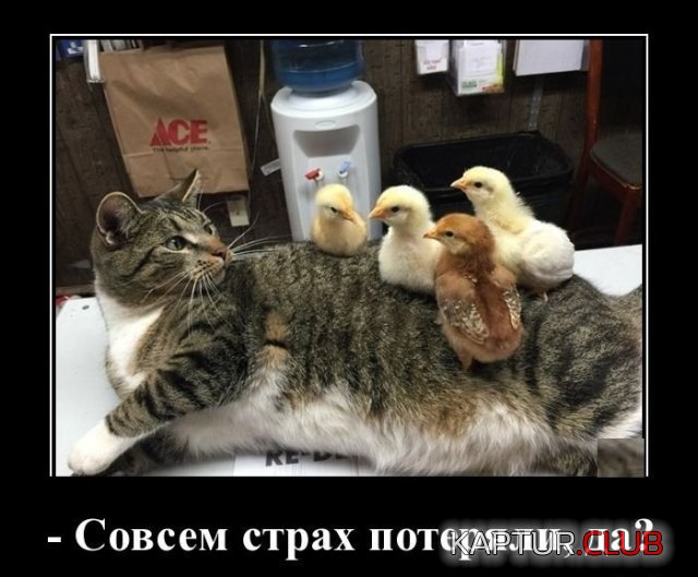 1540987515_demotivatory_27.jpg | Рено Каптур Клуб Россия | Форум KAPTUR.SU