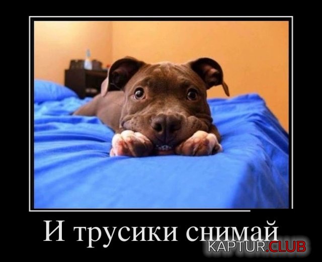1542012840_demotivatory_08.jpg | Рено Каптур Клуб Россия | Форум KAPTUR.SU