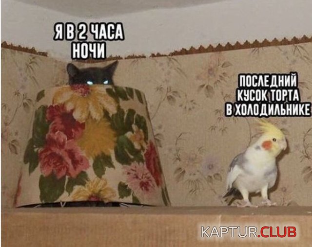 1542871425_podborka_dnevnaya_15.jpg | Рено Каптур Клуб Россия | Форум KAPTUR.SU