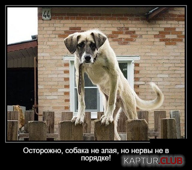 1542872464_demotivatory_01.jpg | Рено Каптур Клуб Россия | Форум KAPTUR.SU
