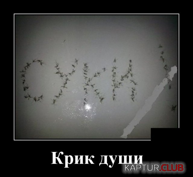 1543154784_demotivatory_26.jpg | Рено Каптур Клуб Россия | Форум KAPTUR.SU