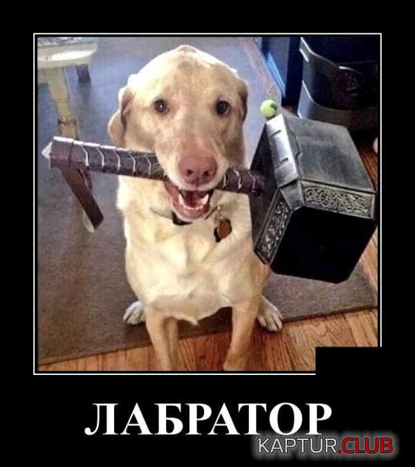 1543154804_demotivatory_10.jpg | Рено Каптур Клуб Россия | Форум KAPTUR.SU