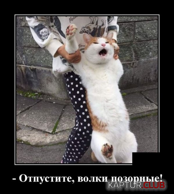 1543392040_demotivatory_26.jpg | Рено Каптур Клуб Россия | Форум KAPTUR.SU