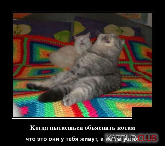 1543824731_demotivatory_08.jpg | Рено Каптур Клуб Россия | Форум KAPTUR.SU