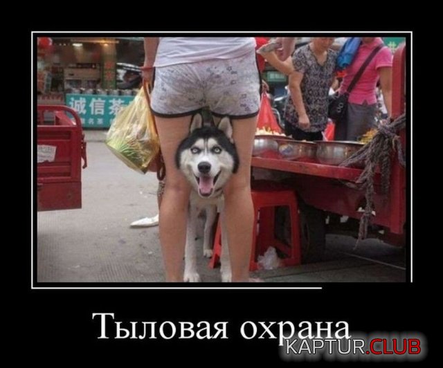 1544495249_demotivatory_02.jpg | Рено Каптур Клуб Россия | Форум KAPTUR.SU