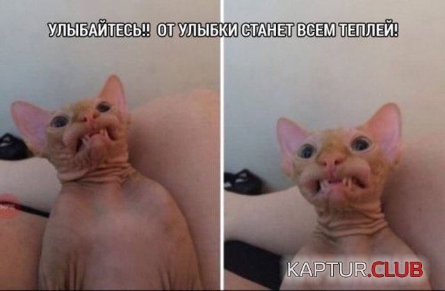1545214211_jumor_31.jpg | Рено Каптур Клуб Россия | Форум KAPTUR.SU