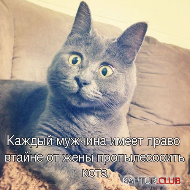 1546867988_shutki_23.jpg | Рено Каптур Клуб Россия | Форум KAPTUR.SU