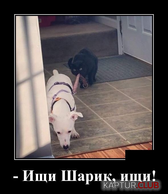 1547106451_demotivatory_11.jpg | Рено Каптур Клуб Россия | Форум KAPTUR.SU