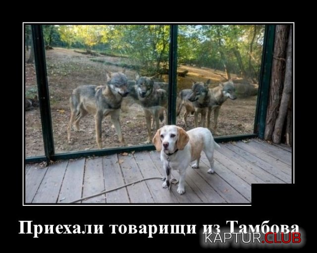 1547783587_demotivatory_09.jpg | Рено Каптур Клуб Россия | Форум KAPTUR.SU