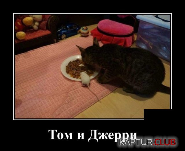 1549200361_demotivatory_02.jpg | Рено Каптур Клуб Россия | Форум KAPTUR.SU