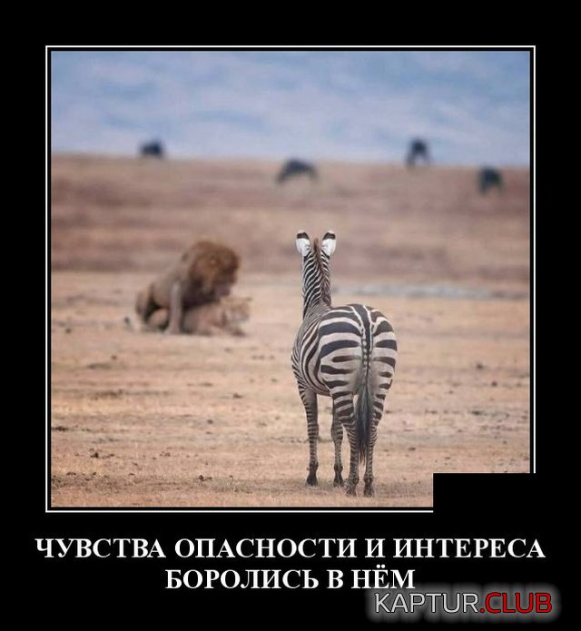 1549469666_demotivatory_29.jpg | Рено Каптур Клуб Россия | Форум KAPTUR.SU