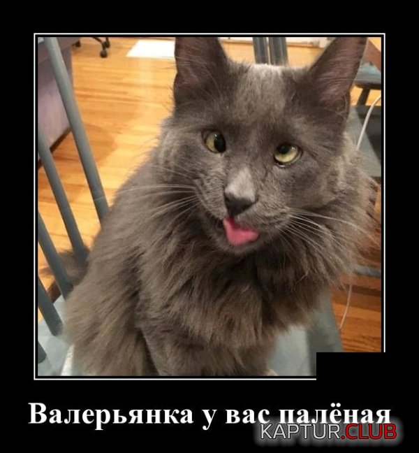 1550432858_demotivatory_08.jpg | Рено Каптур Клуб Россия | Форум KAPTUR.SU