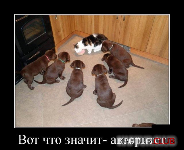1550652070_demotivatory_20.jpg | Рено Каптур Клуб Россия | Форум KAPTUR.SU