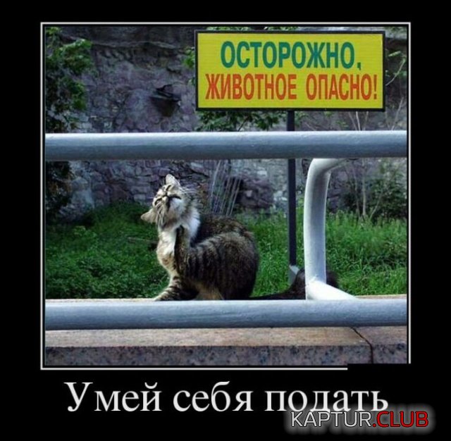 1550652117_demotivatory_07.jpg | Рено Каптур Клуб Россия | Форум KAPTUR.SU
