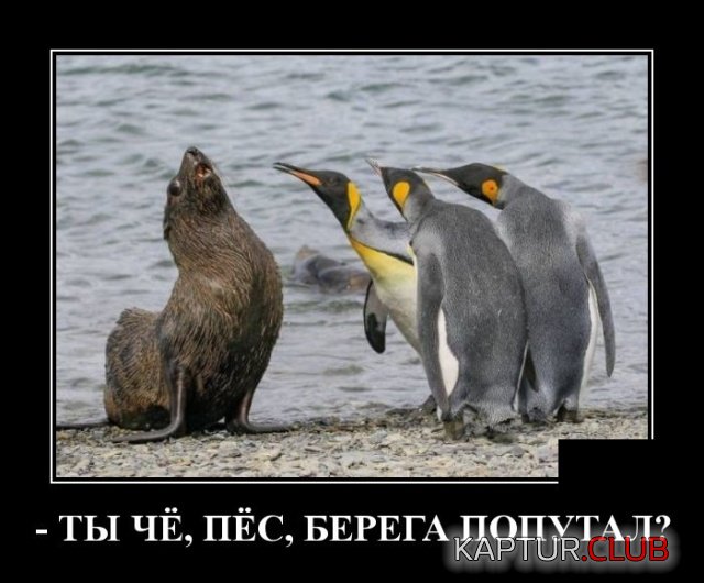 1551084557_demotivatory_14.jpg | Рено Каптур Клуб Россия | Форум KAPTUR.SU