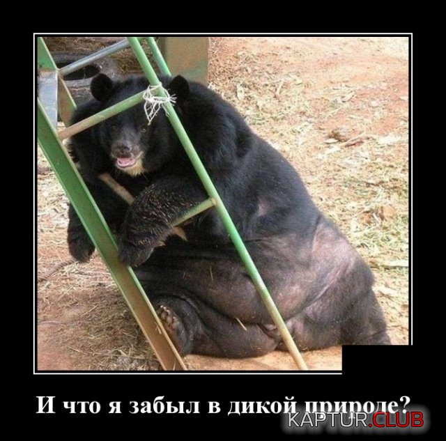 1552289475_demotivatory_05.jpg | Рено Каптур Клуб Россия | Форум KAPTUR.SU
