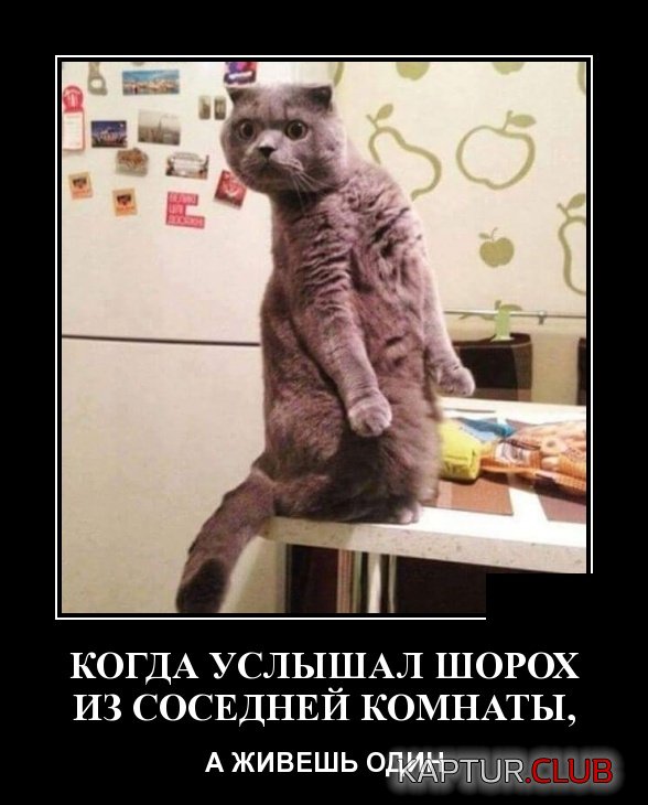 1552289491_demotivatory_20.jpg | Рено Каптур Клуб Россия | Форум KAPTUR.SU