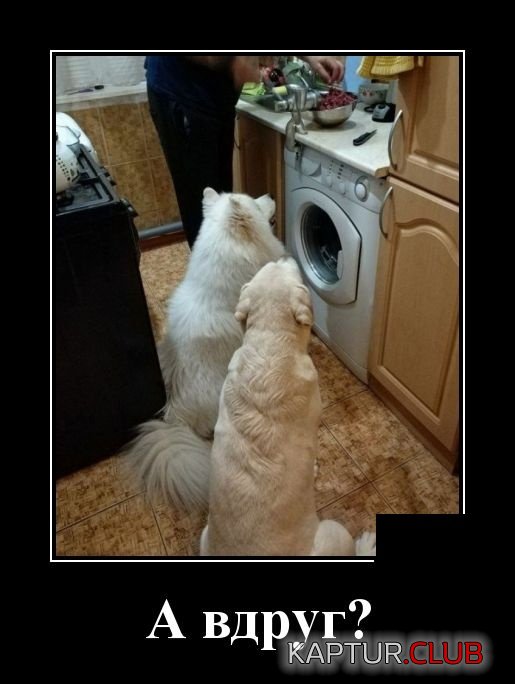 1552323331_demotivatory_20.jpg | Рено Каптур Клуб Россия | Форум KAPTUR.SU