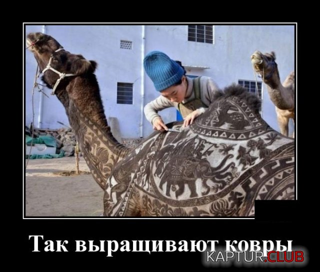 1553434484_demotivatory_08.jpg | Рено Каптур Клуб Россия | Форум KAPTUR.SU