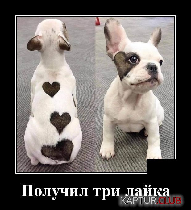 1553434537_demotivatory_02.jpg | Рено Каптур Клуб Россия | Форум KAPTUR.SU