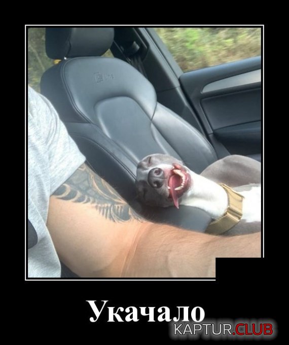 1554971929_demotivatory_20.jpg | Рено Каптур Клуб Россия | Форум KAPTUR.SU