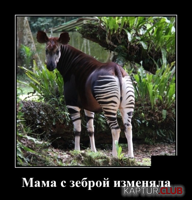 1556094021_demotivatory_24.jpg | Рено Каптур Клуб Россия | Форум KAPTUR.SU