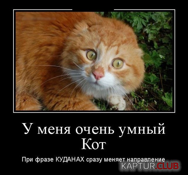 1556549507_demotivatory_09.jpg | Рено Каптур Клуб Россия | Форум KAPTUR.SU