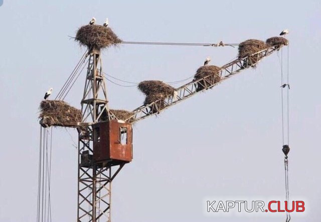 1557477191_podborka_dnevnaya_07.jpg | Рено Каптур Клуб Россия | Форум KAPTUR.SU