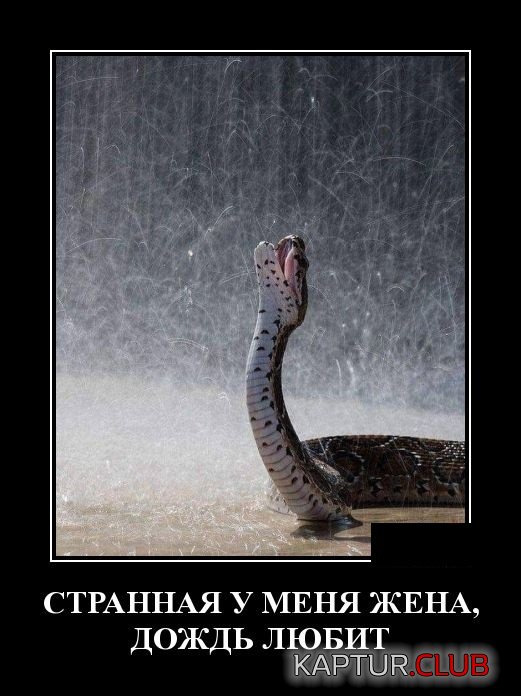 1558514631_demotivatory_05.jpg | Рено Каптур Клуб Россия | Форум KAPTUR.SU