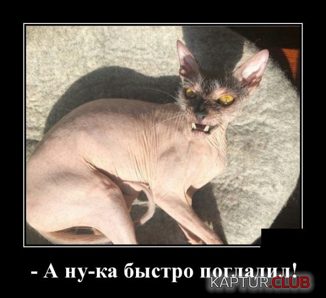 1558514637_demotivatory_27.jpg | Рено Каптур Клуб Россия | Форум KAPTUR.SU