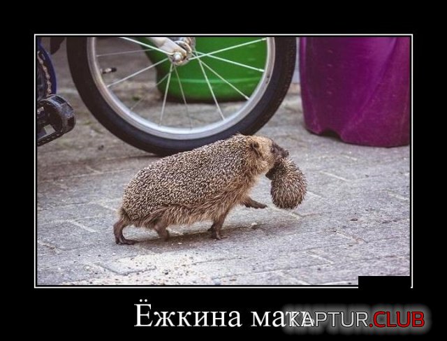 1559658002_demotivatory_25.jpg | Рено Каптур Клуб Россия | Форум KAPTUR.SU