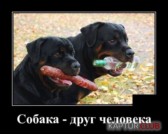 1561298554_demotivatory_16.jpg | Рено Каптур Клуб Россия | Форум KAPTUR.SU