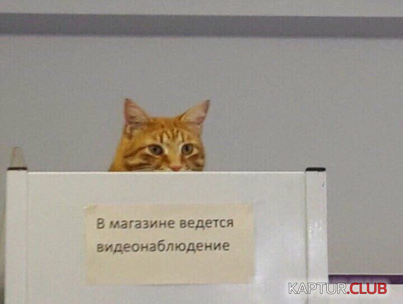 1561541265_1-17-22-800x605.jpg | Рено Каптур Клуб Россия | Форум KAPTUR.SU