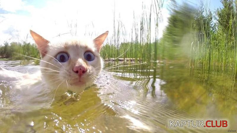 1565596263_1-5-10-800x449.jpg | Рено Каптур Клуб Россия | Форум KAPTUR.SU