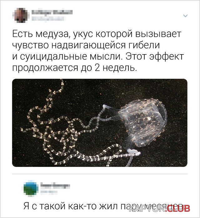 1565617301_6.jpg | Рено Каптур Клуб Россия | Форум KAPTUR.SU